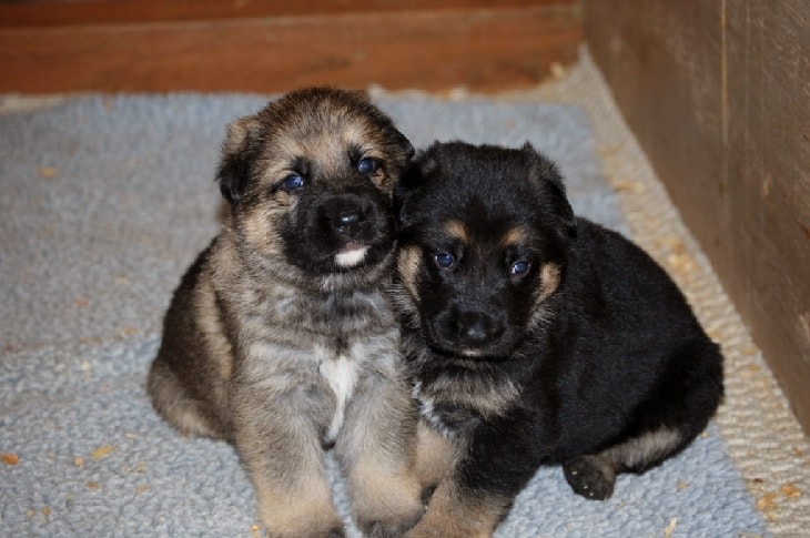 German Shepherd Puppies Behavior and Characteristics In Different Months Until Two-Year-Old