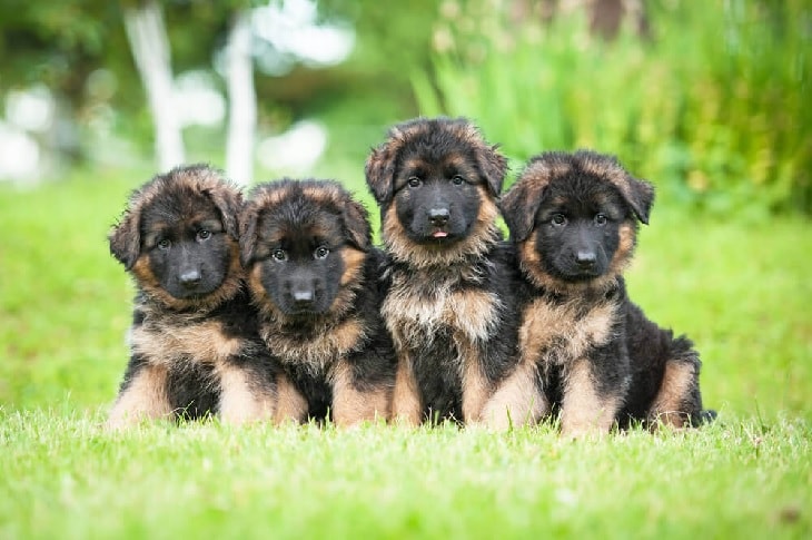 German Shepherd's Litter Mates.