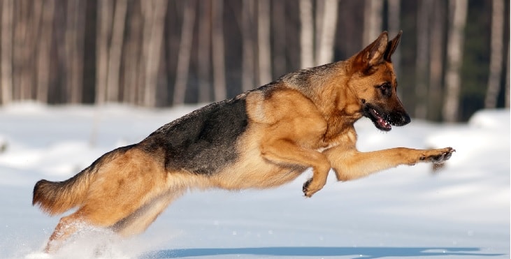 German Shepherd running in the snow