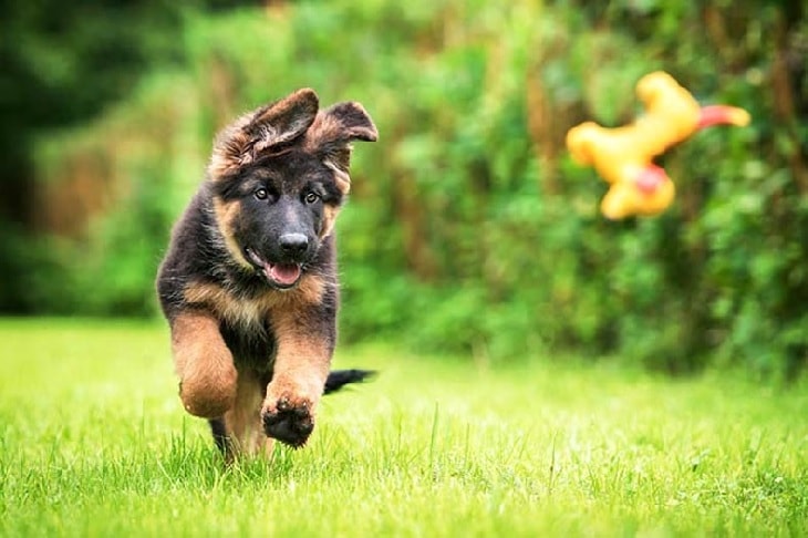 German Shepherd Puppy Running In The Field.