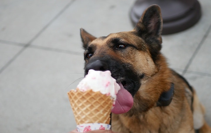 German Shepherd Eating