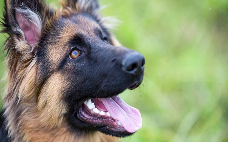 German Shepherd ready for Training.