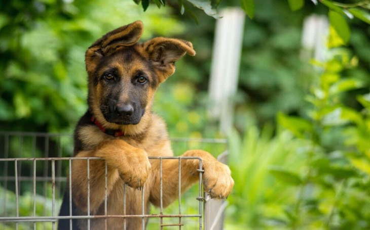 German Shepherd Puppy Looking.