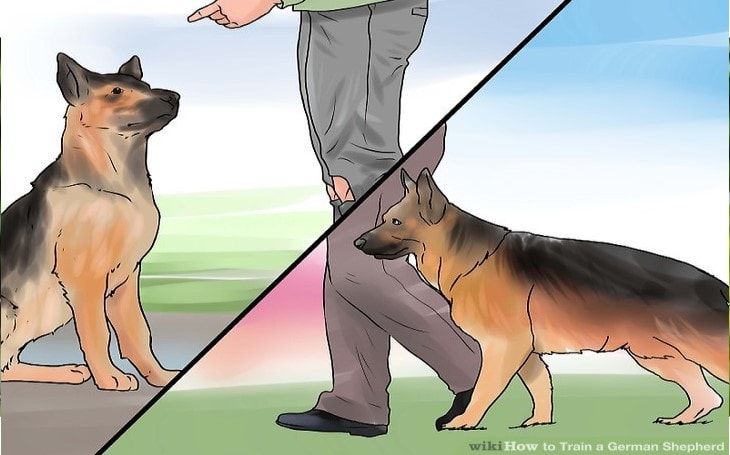 German Shepherd training by owner.