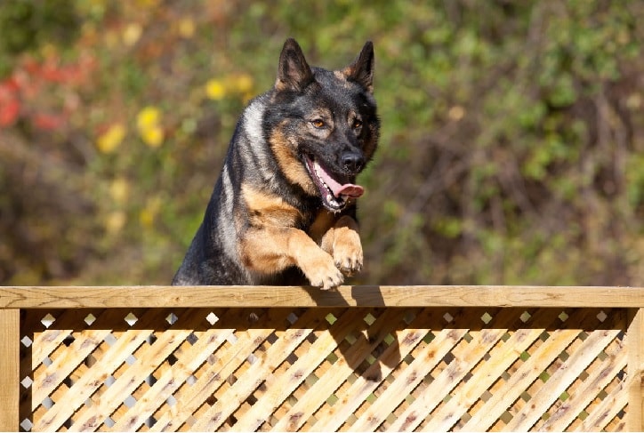 German Shepherd Training Session