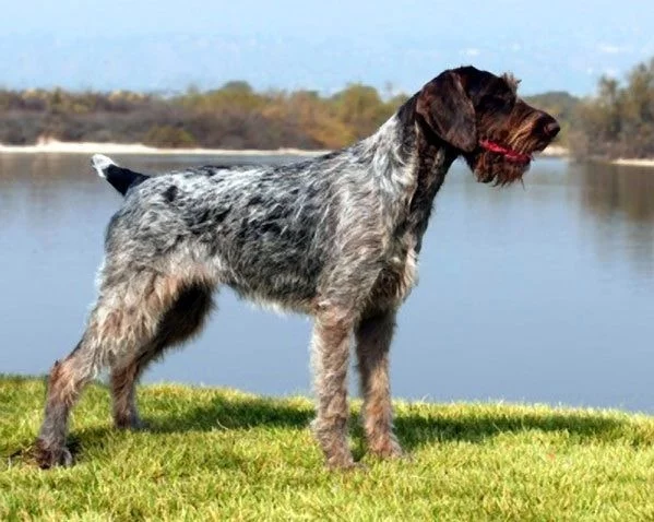 German Wirehaired Pointer