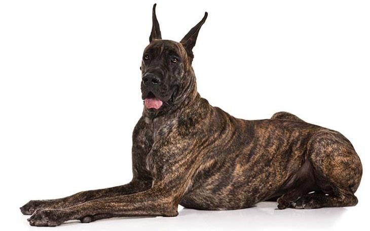 are great dane dogs dangerous