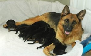 German Shepherd gives birth to a rare green Puppy.