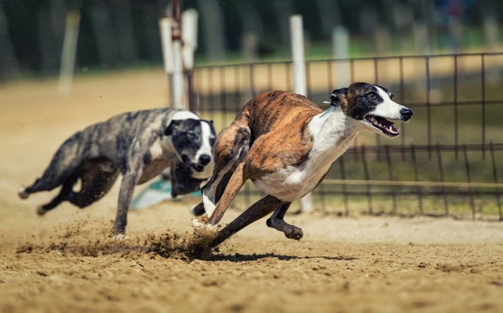 Behavior of Greyhoungd Dogs.