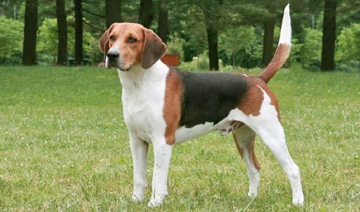 english foxhound puppies