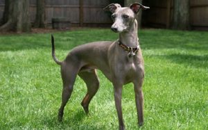 Greyhound on the yard