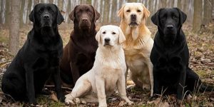 5 different color Labrador sitting together.