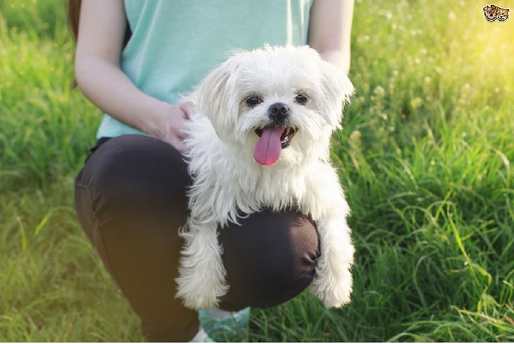 MAltese Are Trust Worthy Breeds