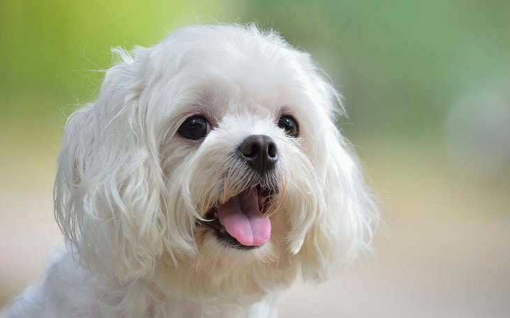 maltese dog lap breeds