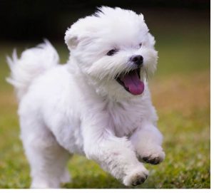 Maltese Dog Breed Temperament and Personality - Small, Playful and Pleasing