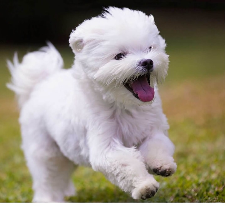 Maltese Are Sweet Little Dogs