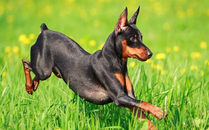 aggressive doberman puppy