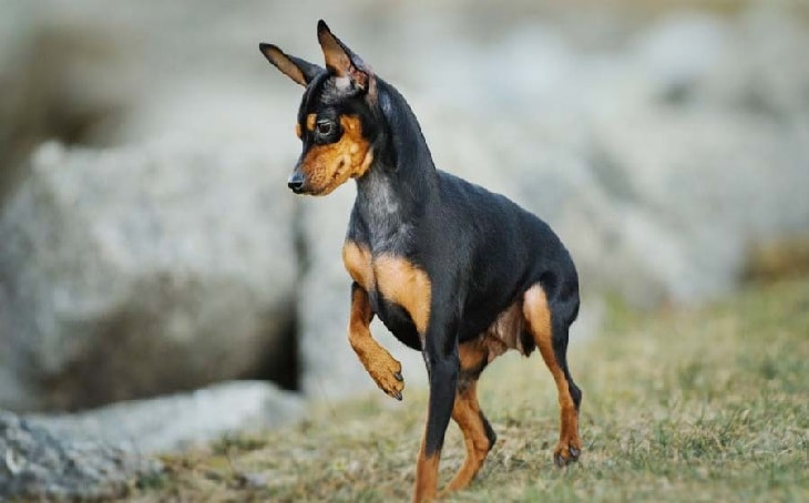 dogs 101 miniature pinscher