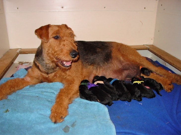 Newborn Airedale Terrier Puppies with their mother.