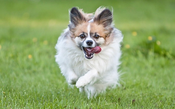 Papillon Running