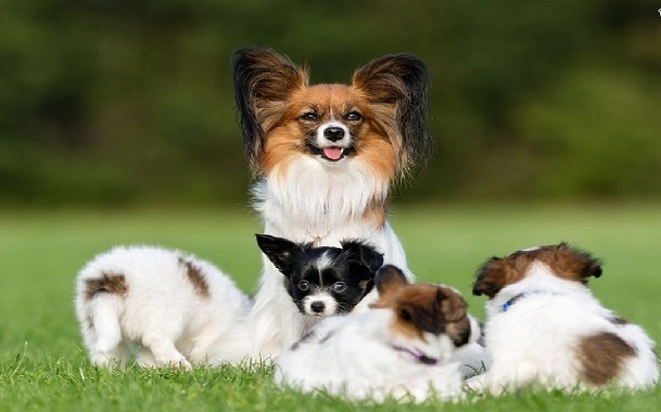 Papillon Sitting with Her Puppies