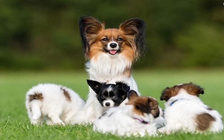 papillon dog puppy