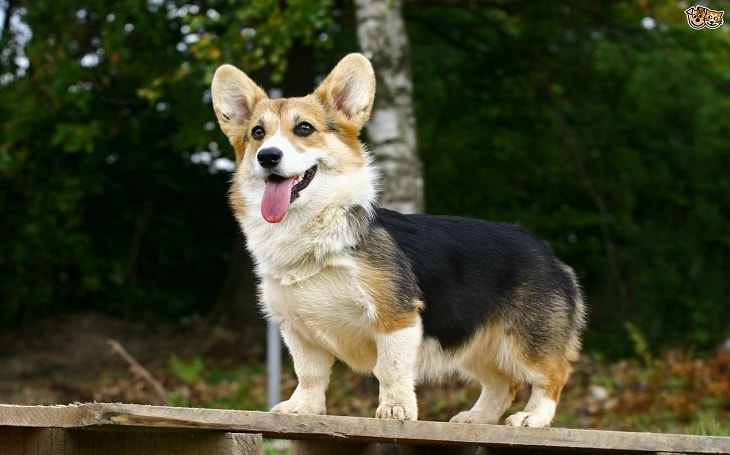 are pembroke welsh corgi aggressive