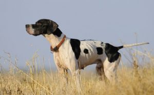 Pointer dog are runner dogs used for hunting.