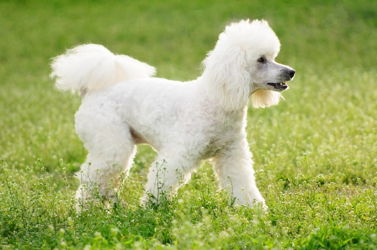 A poodle Trying to play.