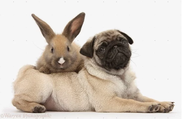 Dog and rabbit make a wonderful company together. 