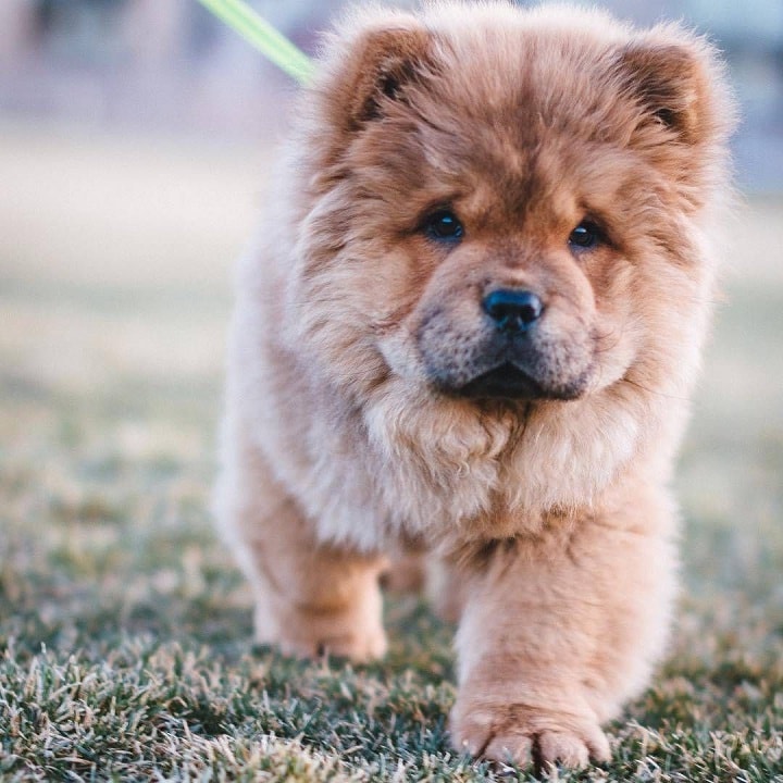 how do you train a chow chow do you poop