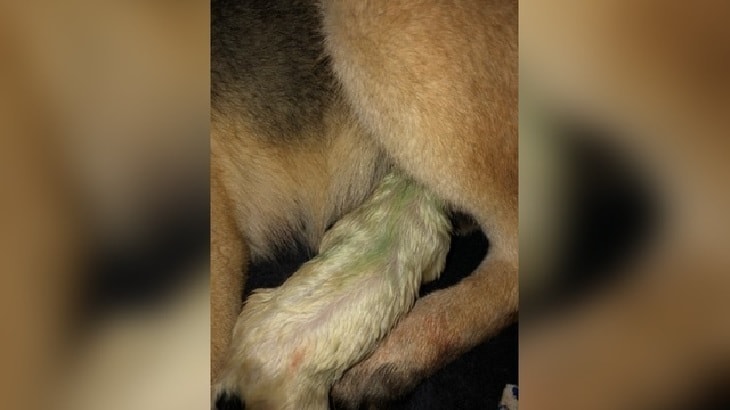 German Shepherd gave birth to a rare green puppy. 