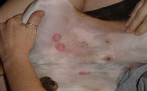 Ringworm seen in a Dog's belly.