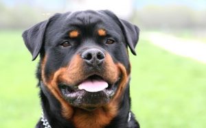 Rottweiler are very confident dogs.