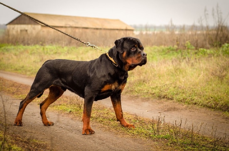 Rottweiler ready to run in the field.