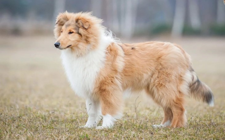 Behavior of Rough Collie Dogs.