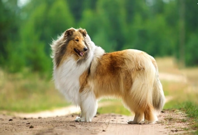 Rough Collie Outdoor.