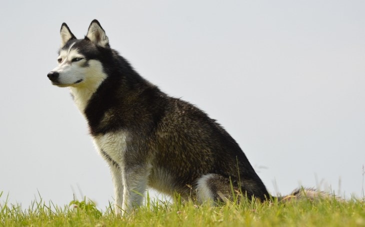 Siberian Husky stting in wind.