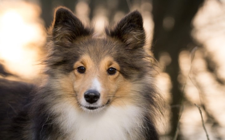 Sheltie Dogs are very playful and child friendly.
