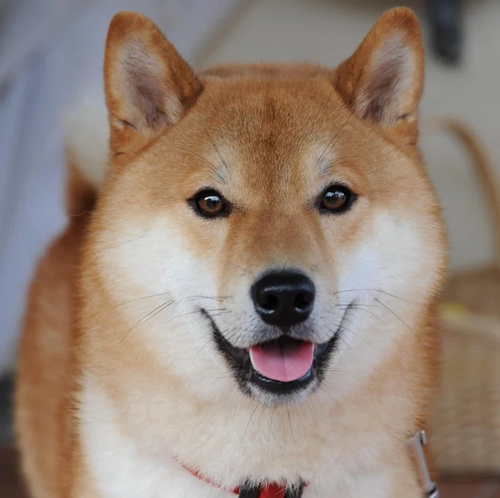 Shiba Inu