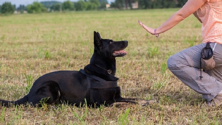 German Shepherd Following The Sit Command