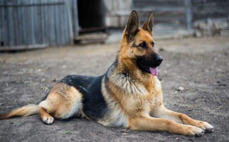 German Shepherd Guarding a Home.