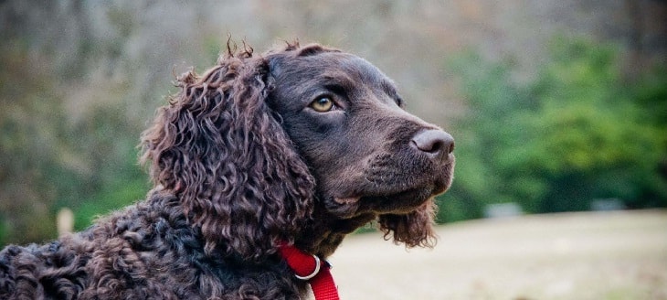 American Water Spaniel Sitting