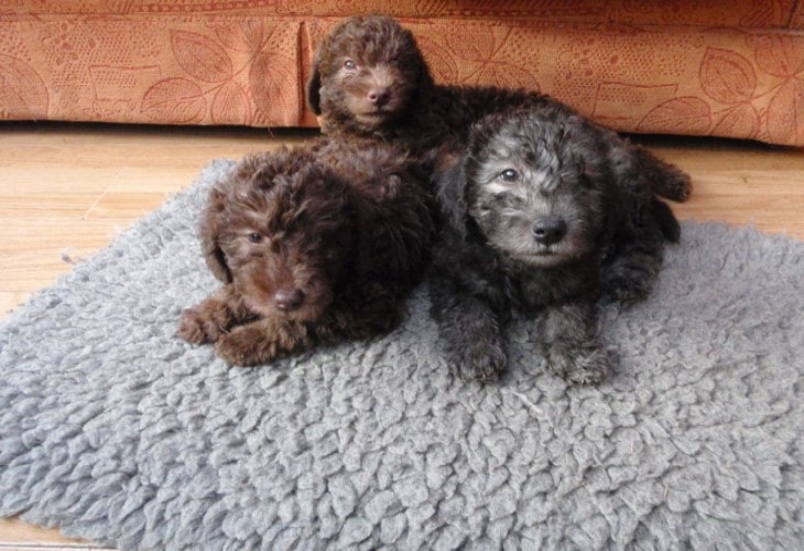 Bedlington terrier puppies