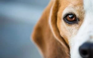 Dogs who are famous.