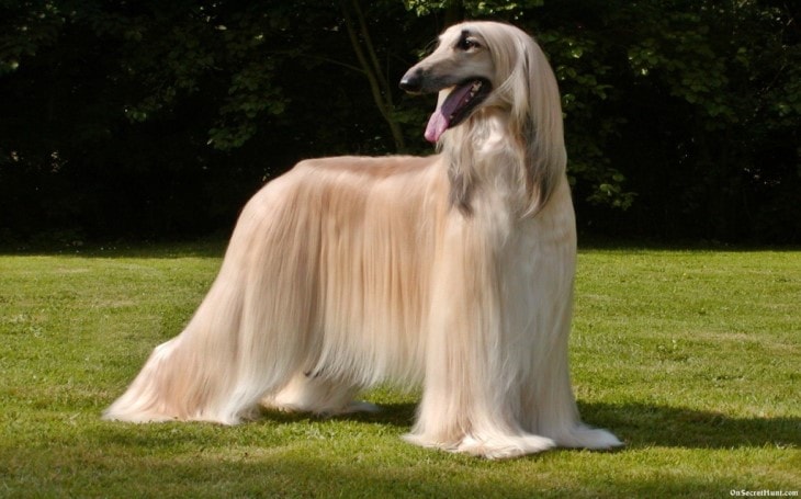 Strategies to train Afghan Hound.