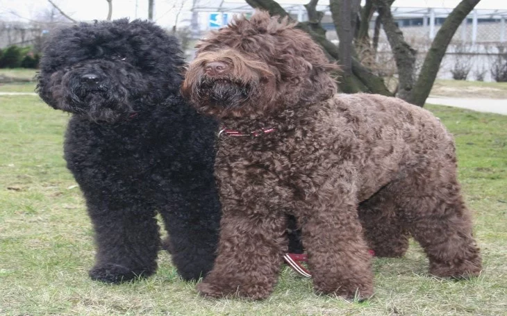 Barbet are also known as water dogs