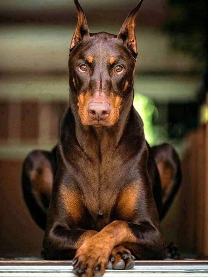 Dobermann Dog Breed Temperament and Personality - Loyal and Protective