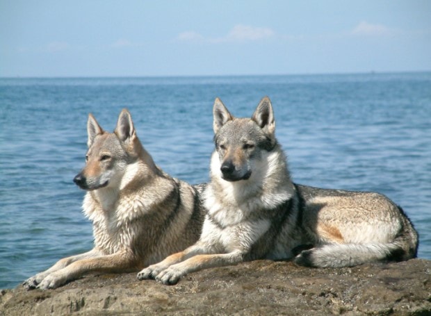  Czechoslovakian Are Very Agreessive Dogs 