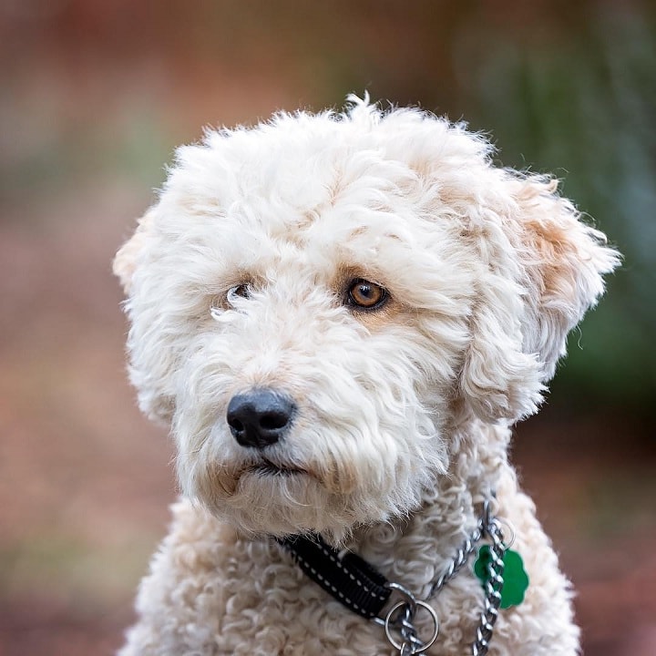 American Water Spaniel Dog Breed – Origin, Behavior, Trainability